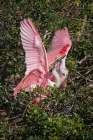 Roseate spoonbills fighting over nesting territory in rookery-Stick Marsh-Florida Art Print